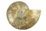 Cut & Polished Ammonite Fossil (Half) - Crystal Pockets #264798-1